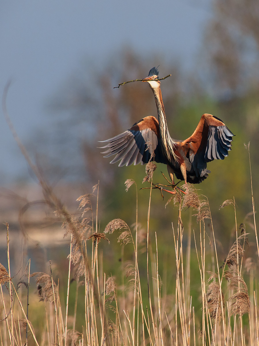 Transport material to the nest.