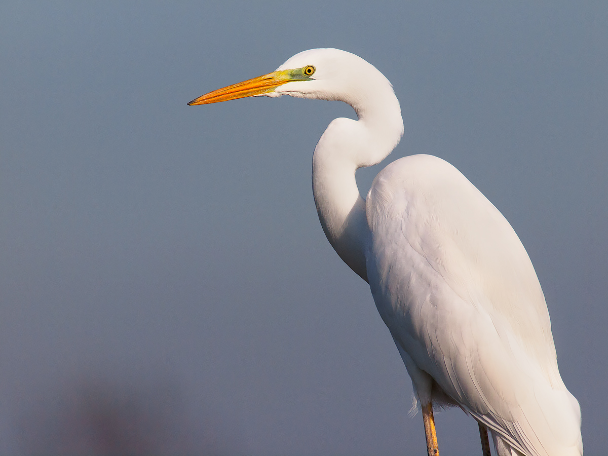 Ritratto di airone bianco maggiore.