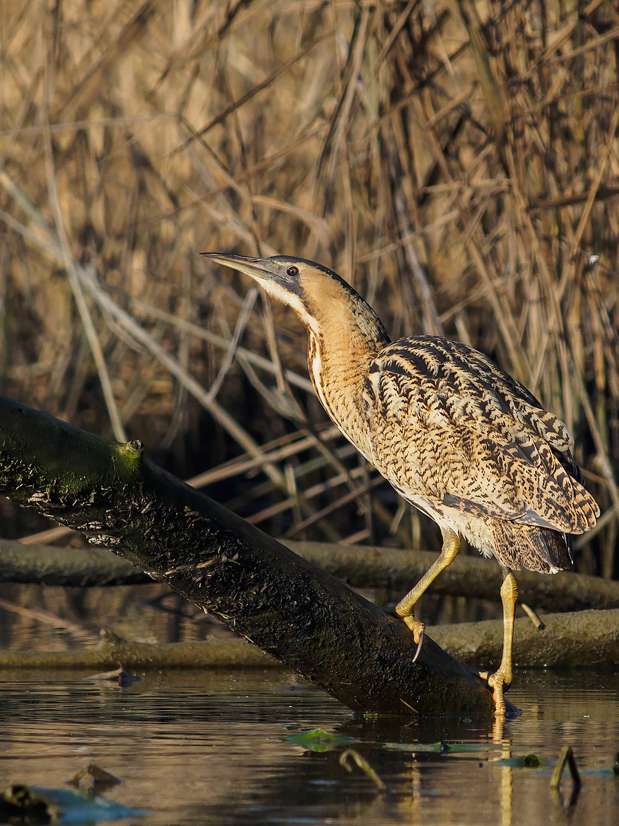 Ritratto di tarabuso.