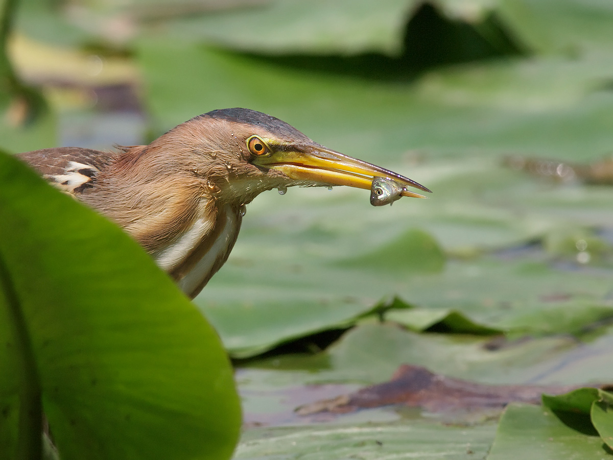 Tarabusina with prey.