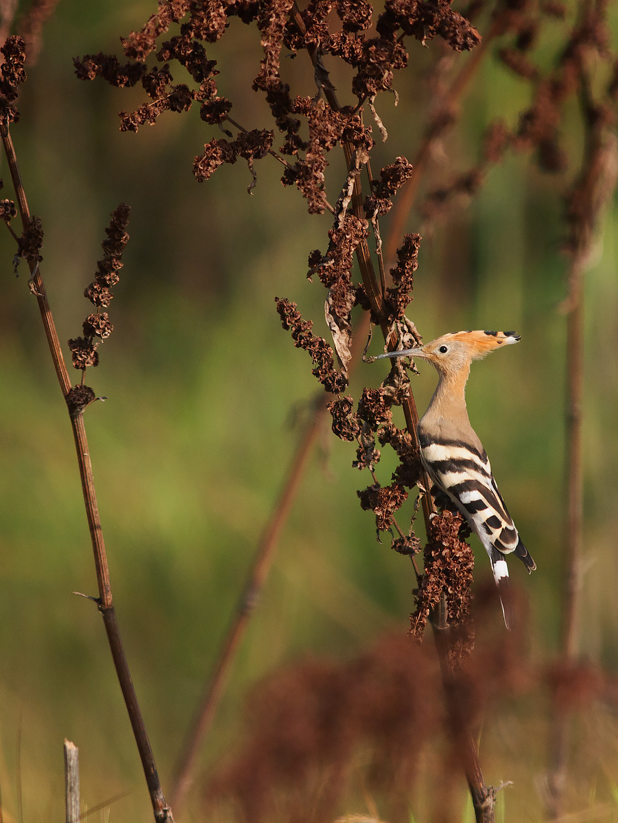 Hoopoe posing.