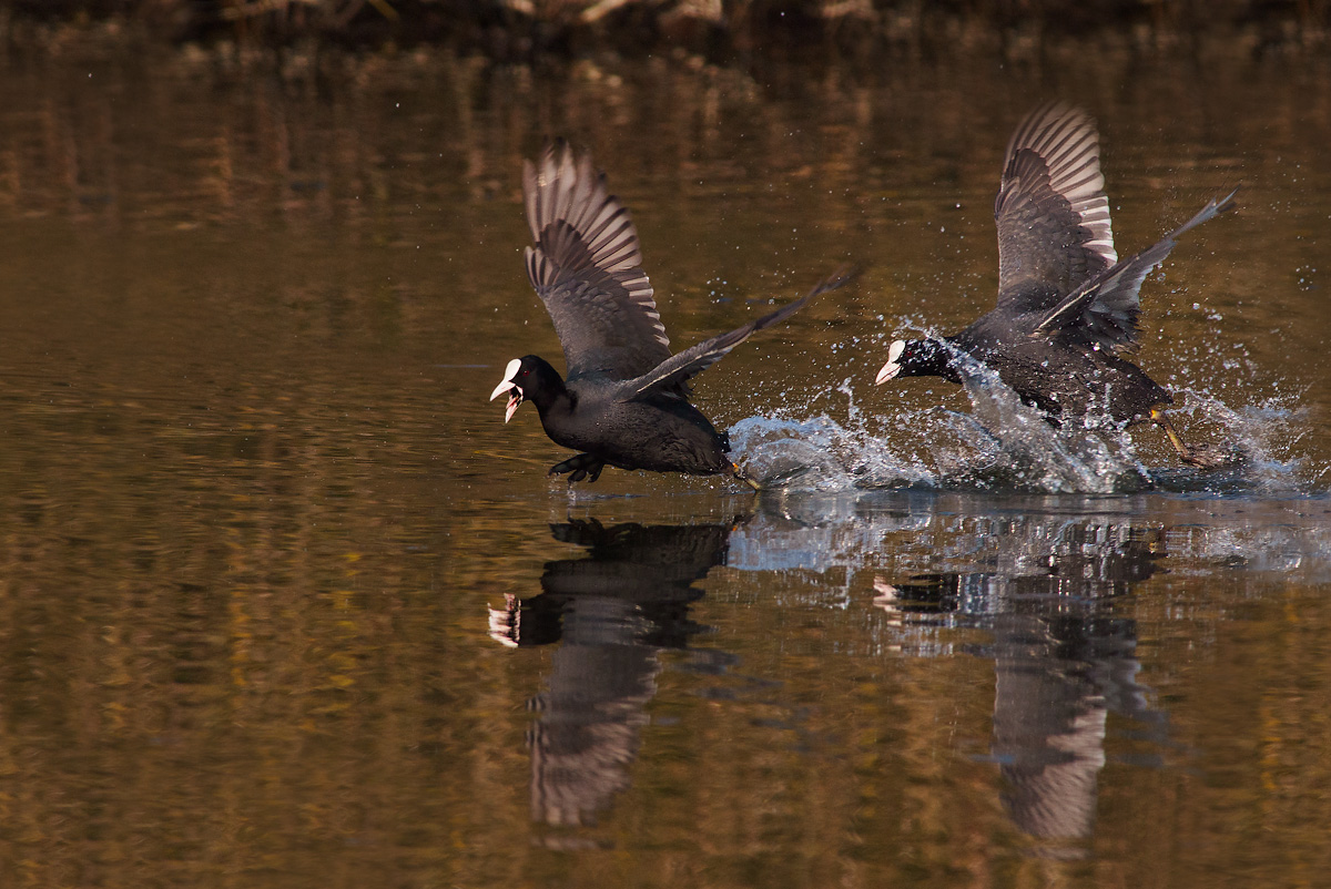 Pursuit of coots.