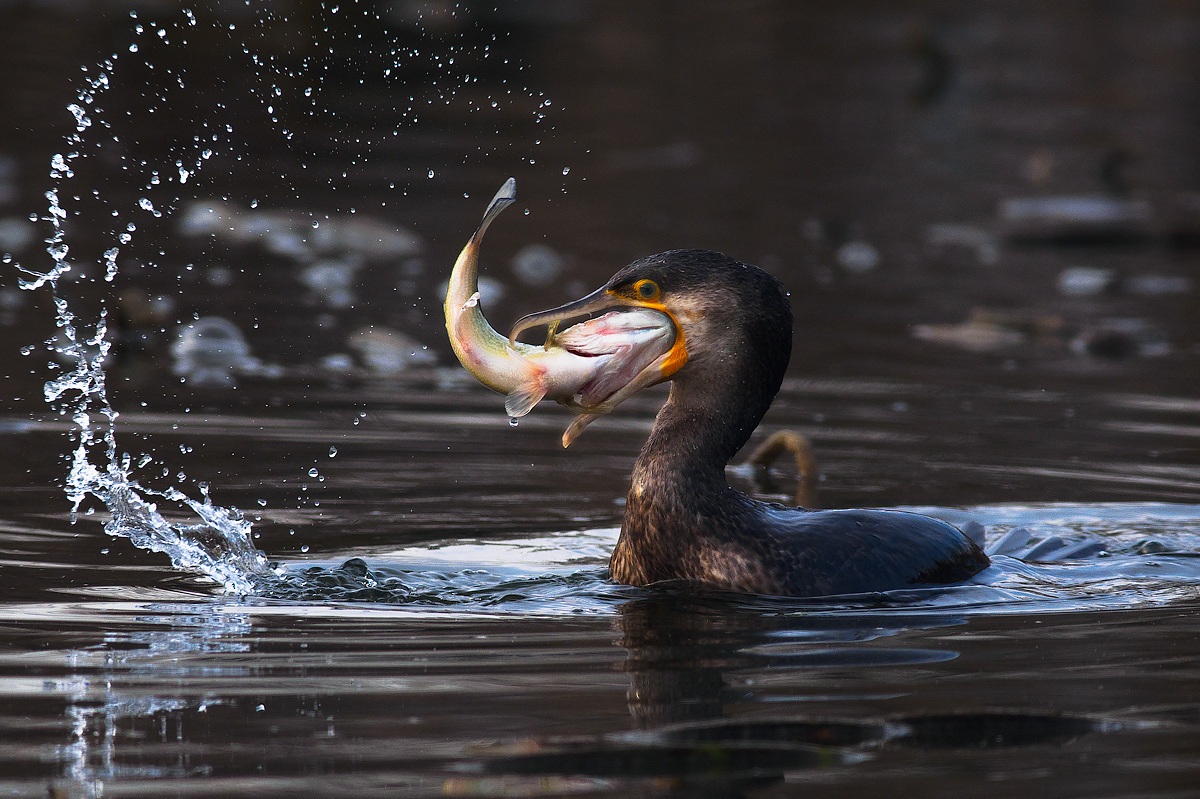 Un boccone difficile da ingerire.