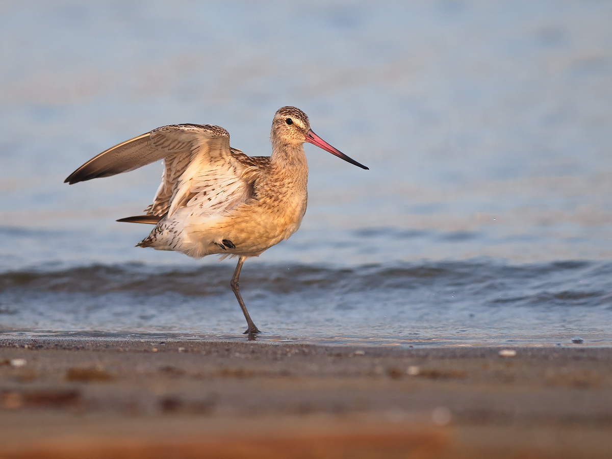 Godwit posing contortionist.