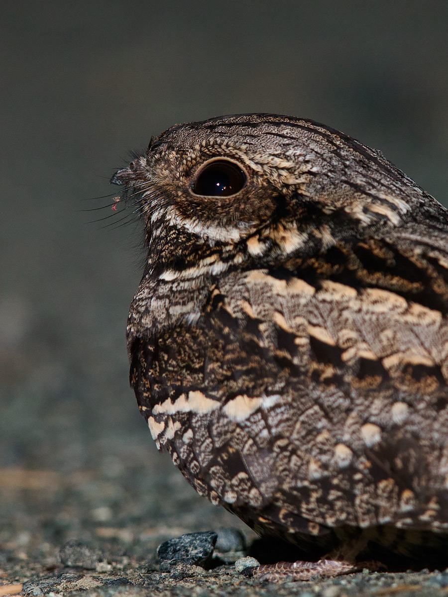 Portrait of nightjar.