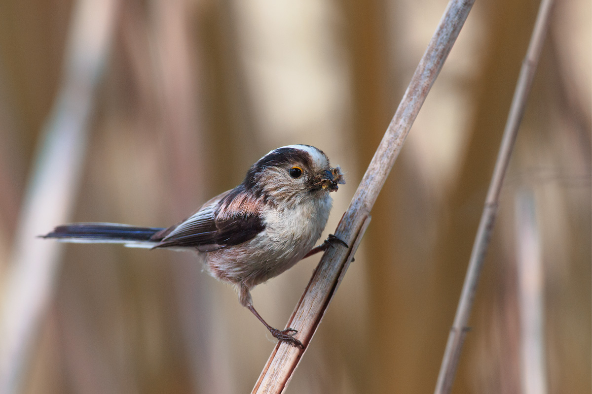 Long-tailed Tit with food.