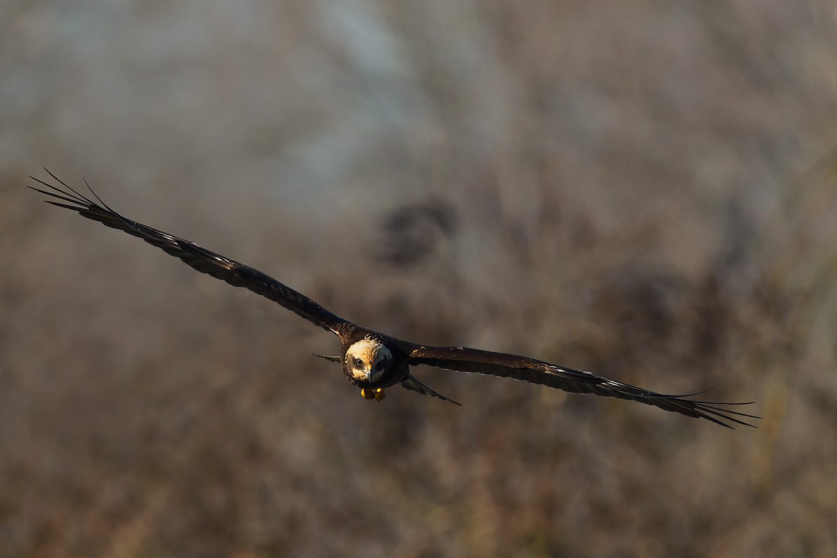 Marsh Harrier gliding.