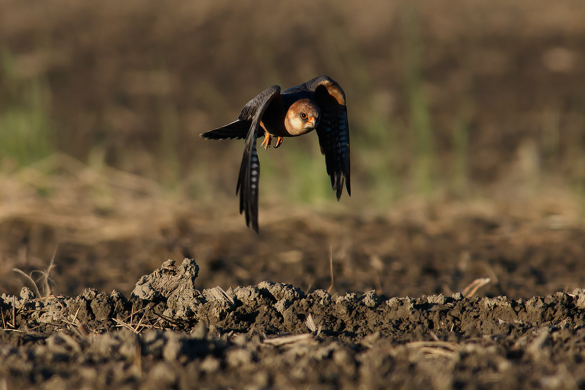 Take off the red-footed falcon.