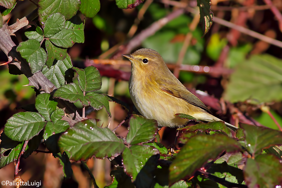 Lui piccolo ( Phylloscopus collybita)