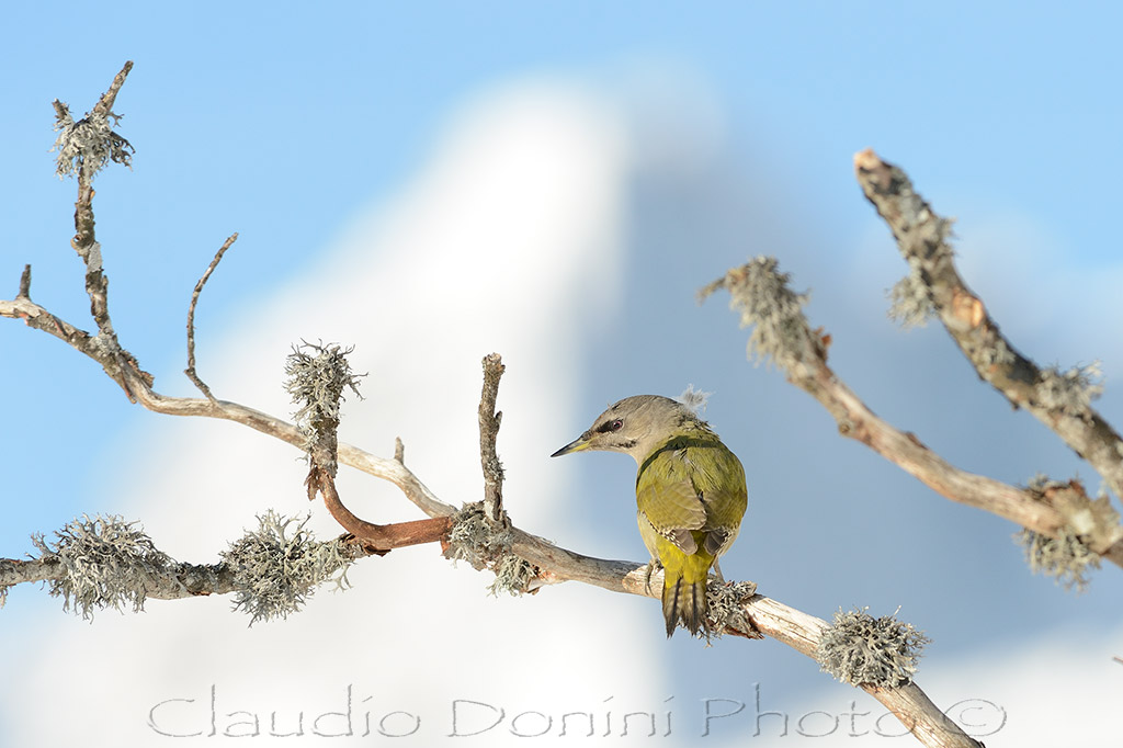 Female woodpecker cinerino set