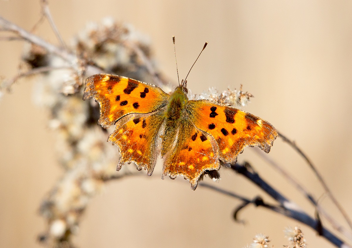 Polygonia Aegean