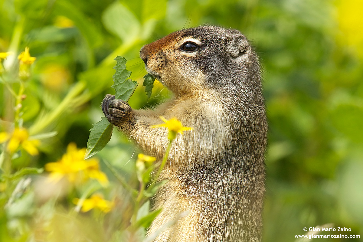 Urocitellus columbianus / Columbian ground squirrel