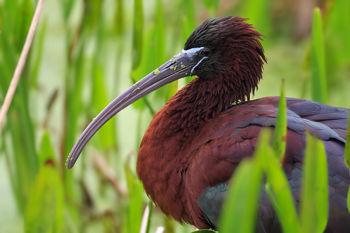 Glossy Ibis