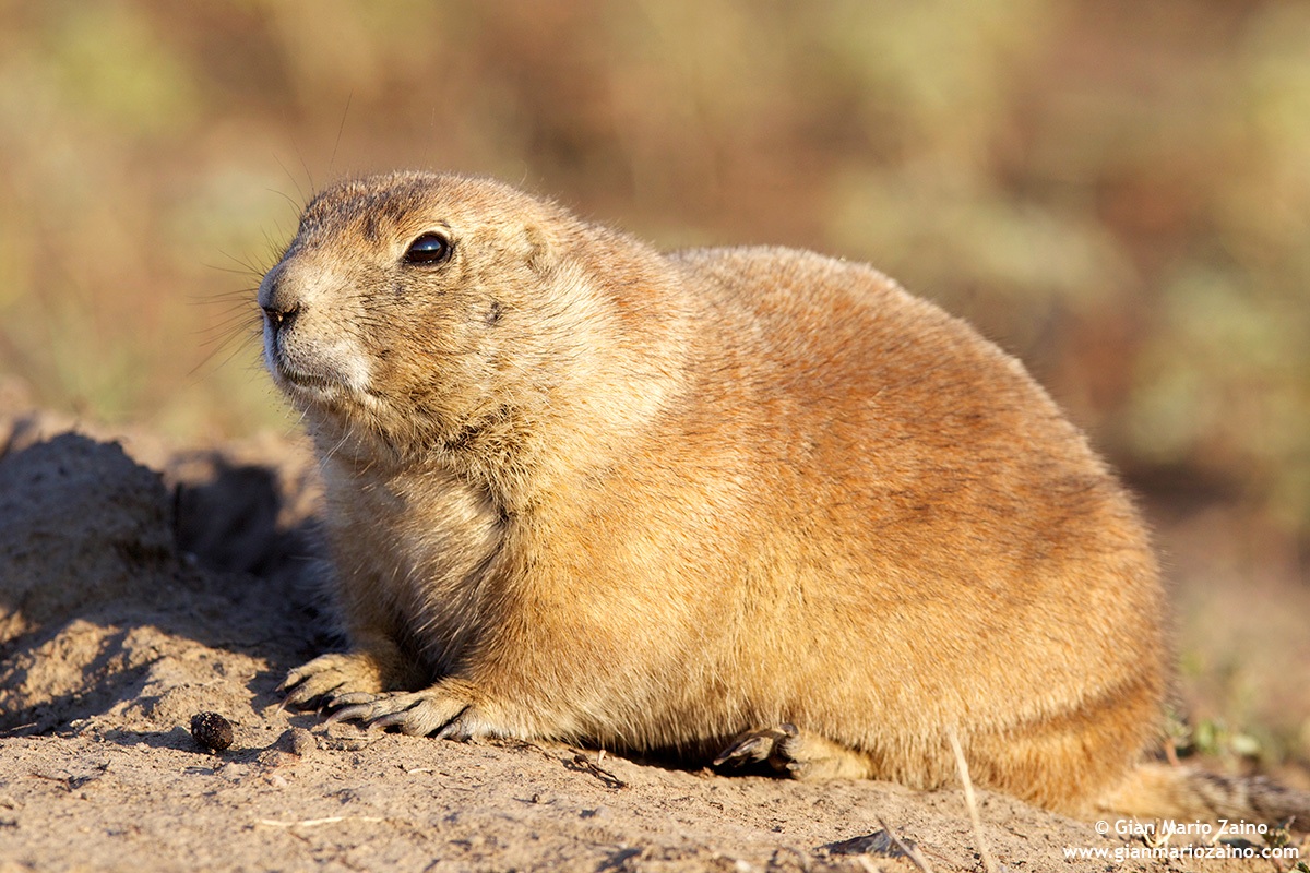 Cynomys / Cane della prateria / Prairie dog