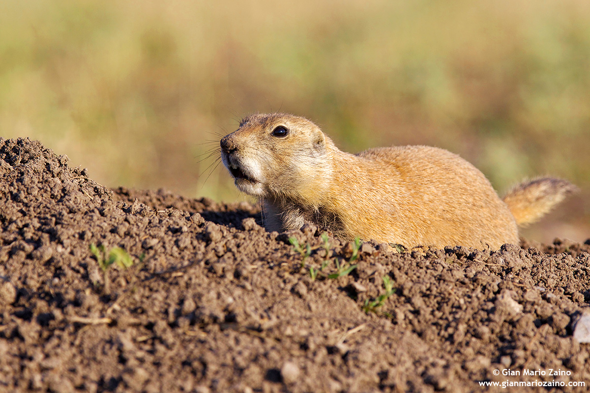Cynomys / Prairie Dog / Prairie dog