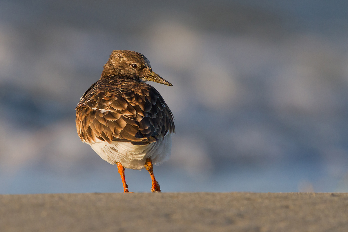 Turnstone
