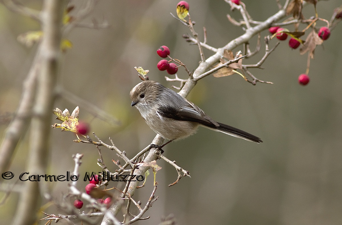 Codibugnolo di Sicilia