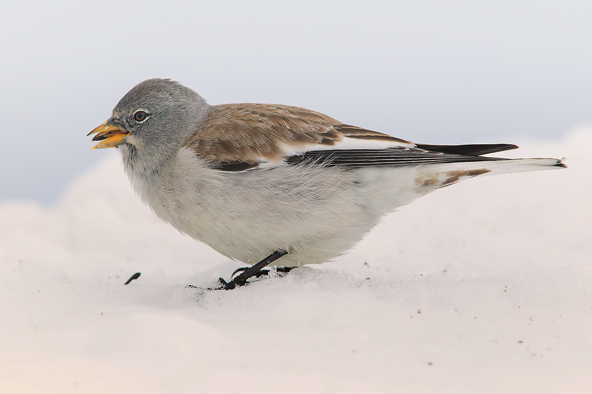 Snow Bunting