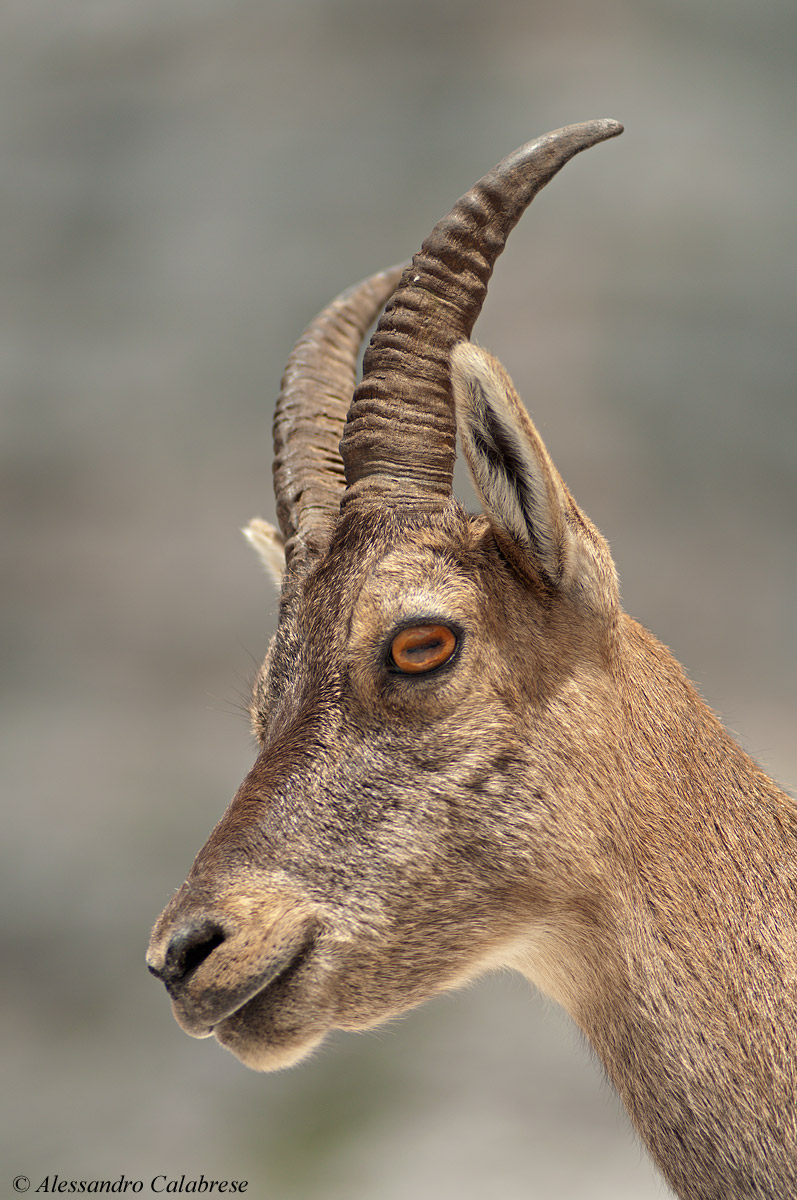 Portrait of Ibex