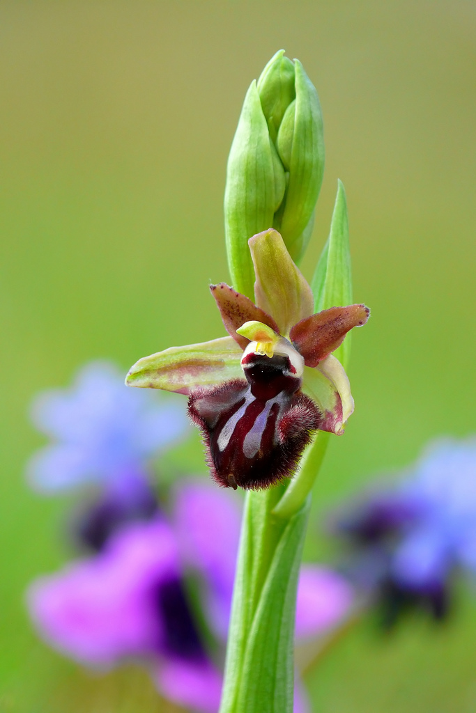 Ophrys incubacea