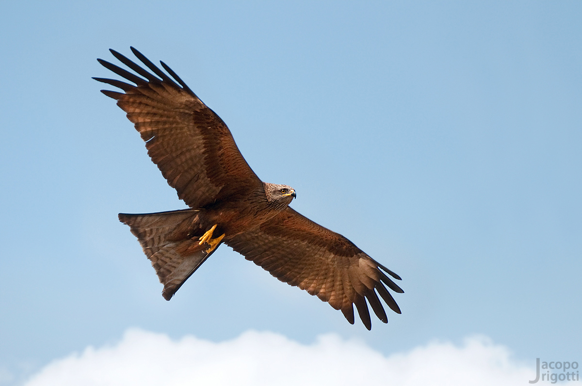 Black kite (Milvus migrans)