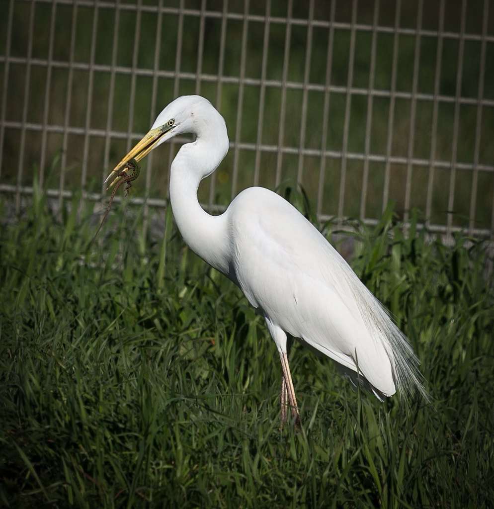 Airone Maggiore Bianco a caccia!!
