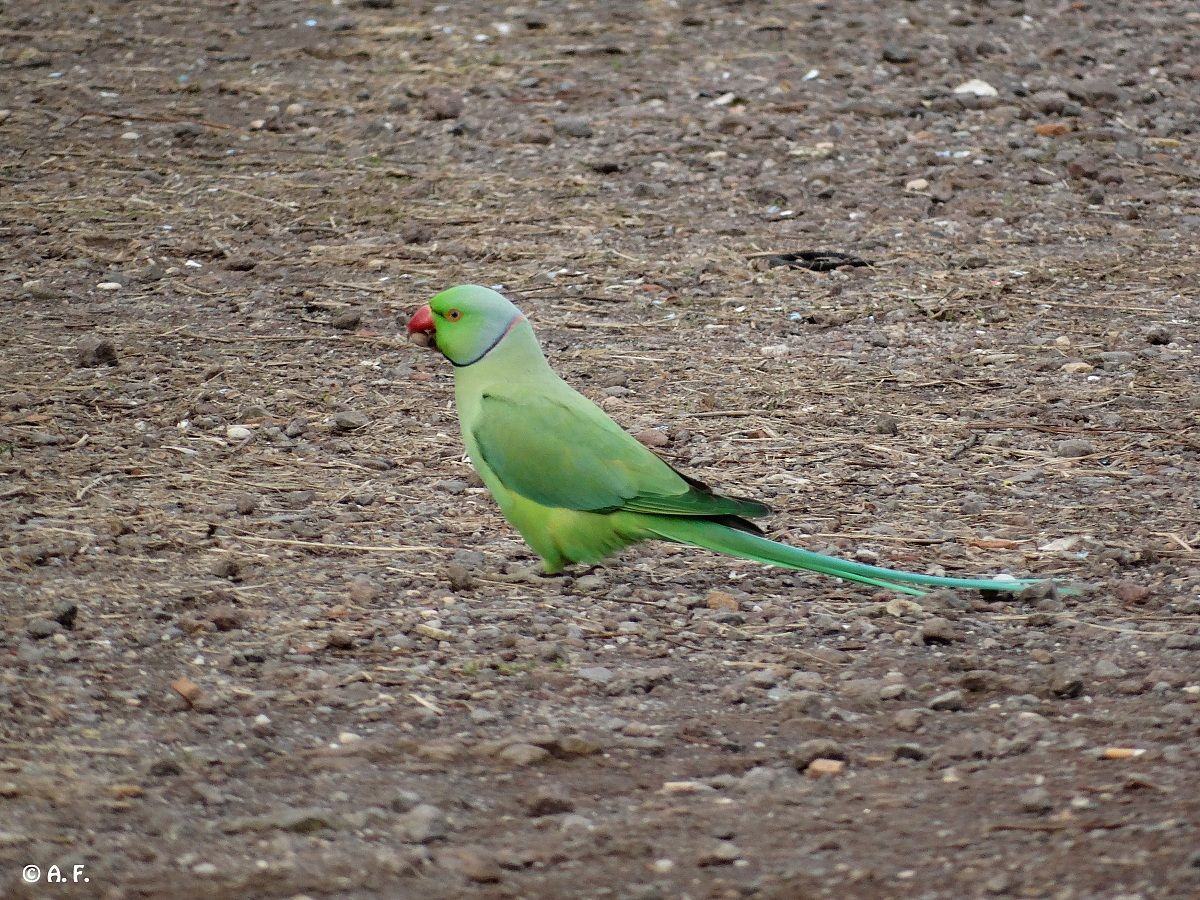 Ringed Parakeet
