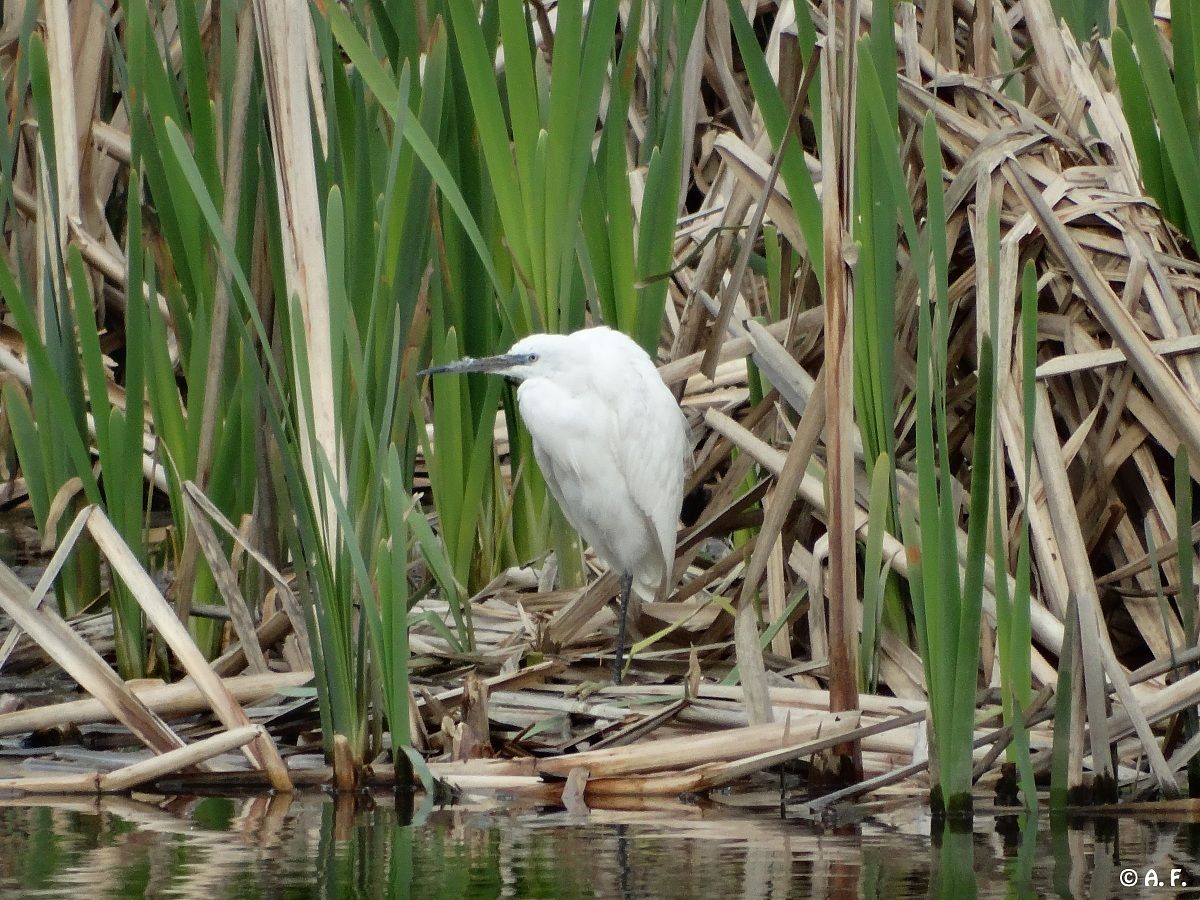 Egret