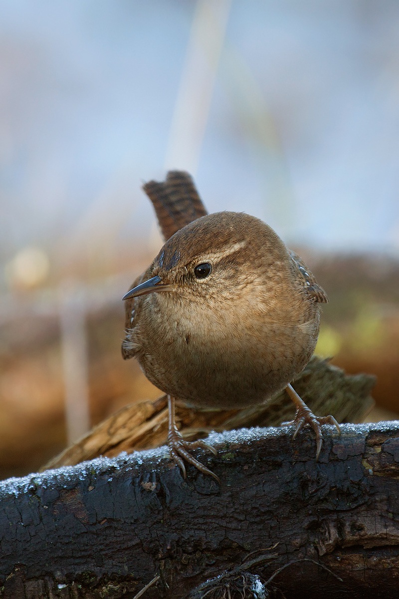 Scricciolo vicino vicino