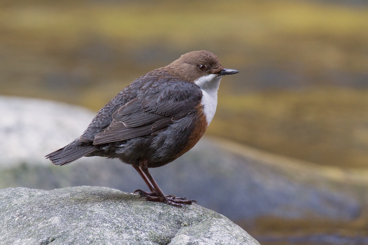 Merlo acquaiolo classico