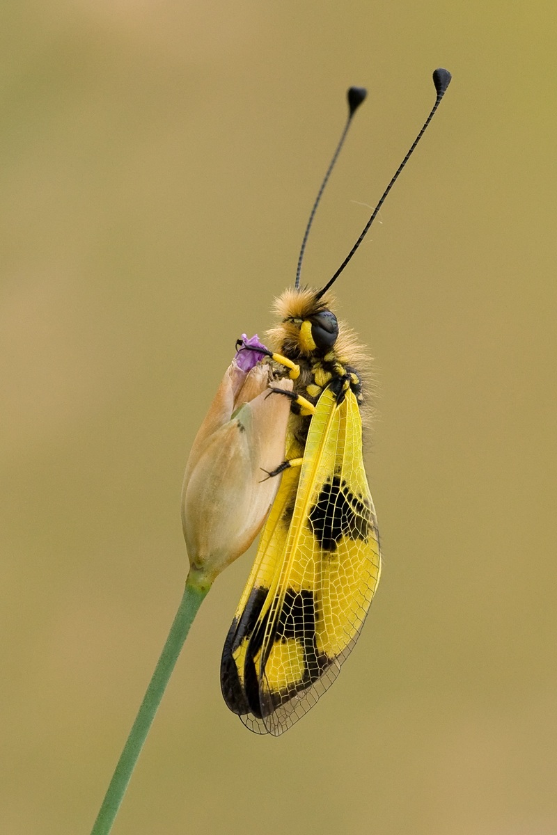 Libelloides macaronius