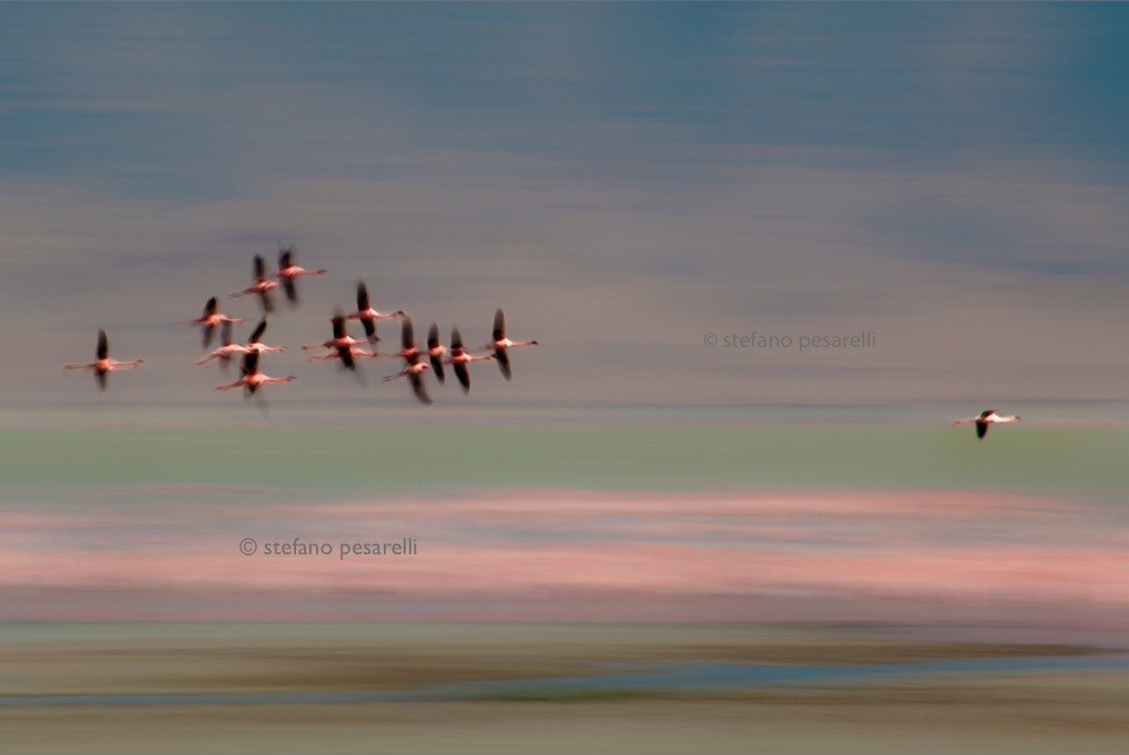 Moving, the colors of African Wildlife