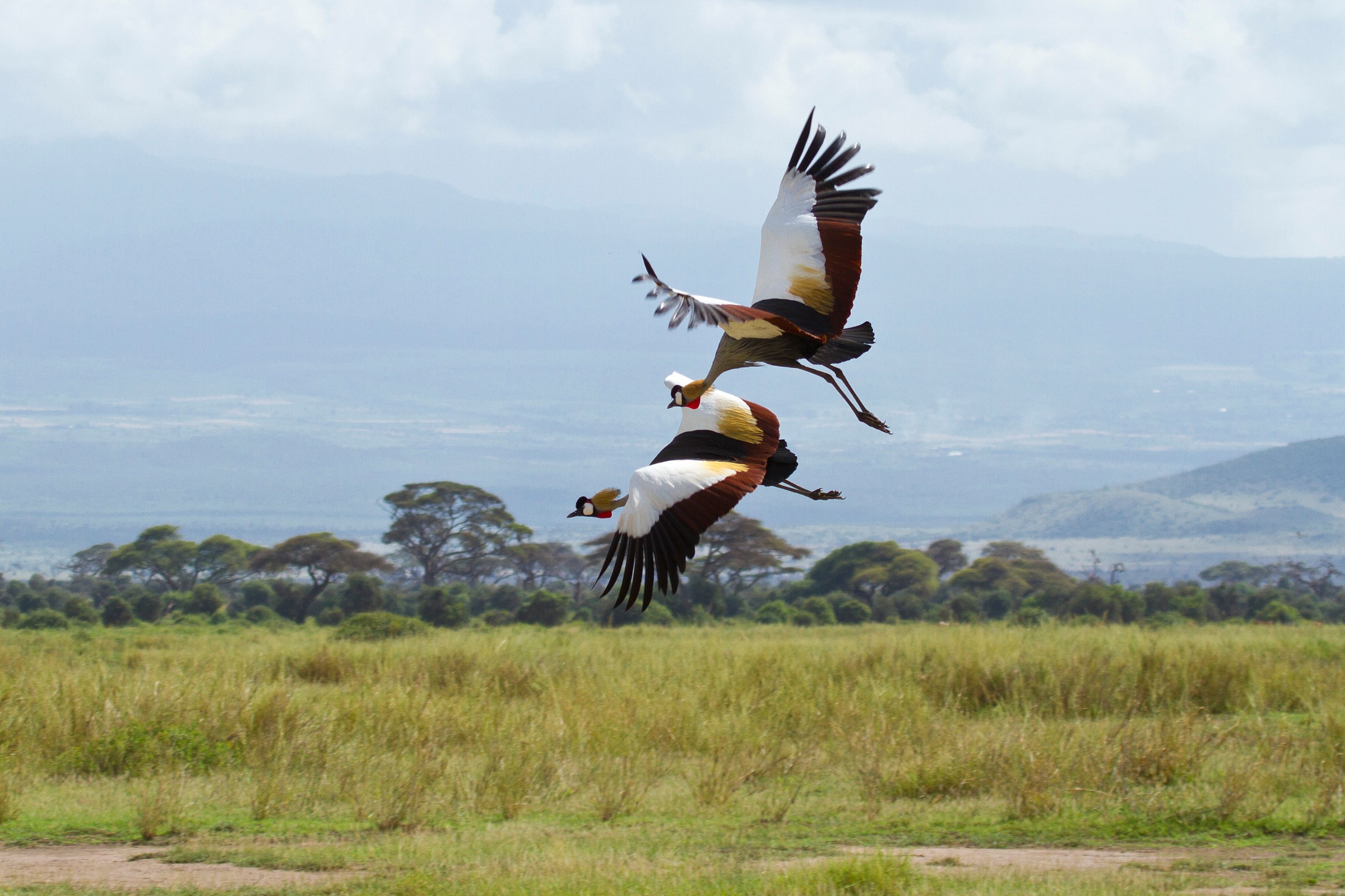 flight crowned crane