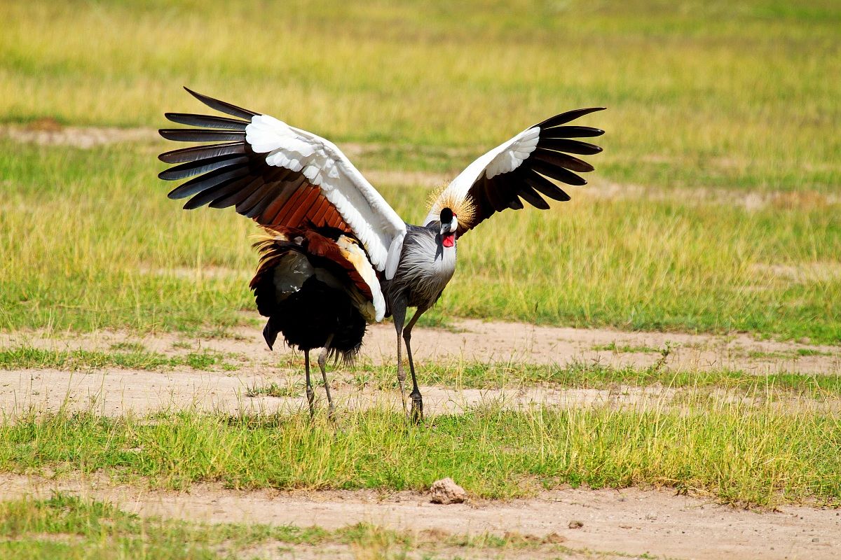 courtship crowned crane