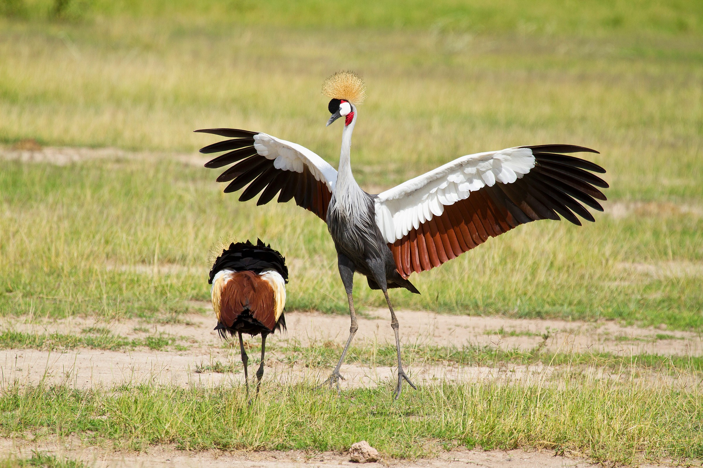 courtship crowned crane