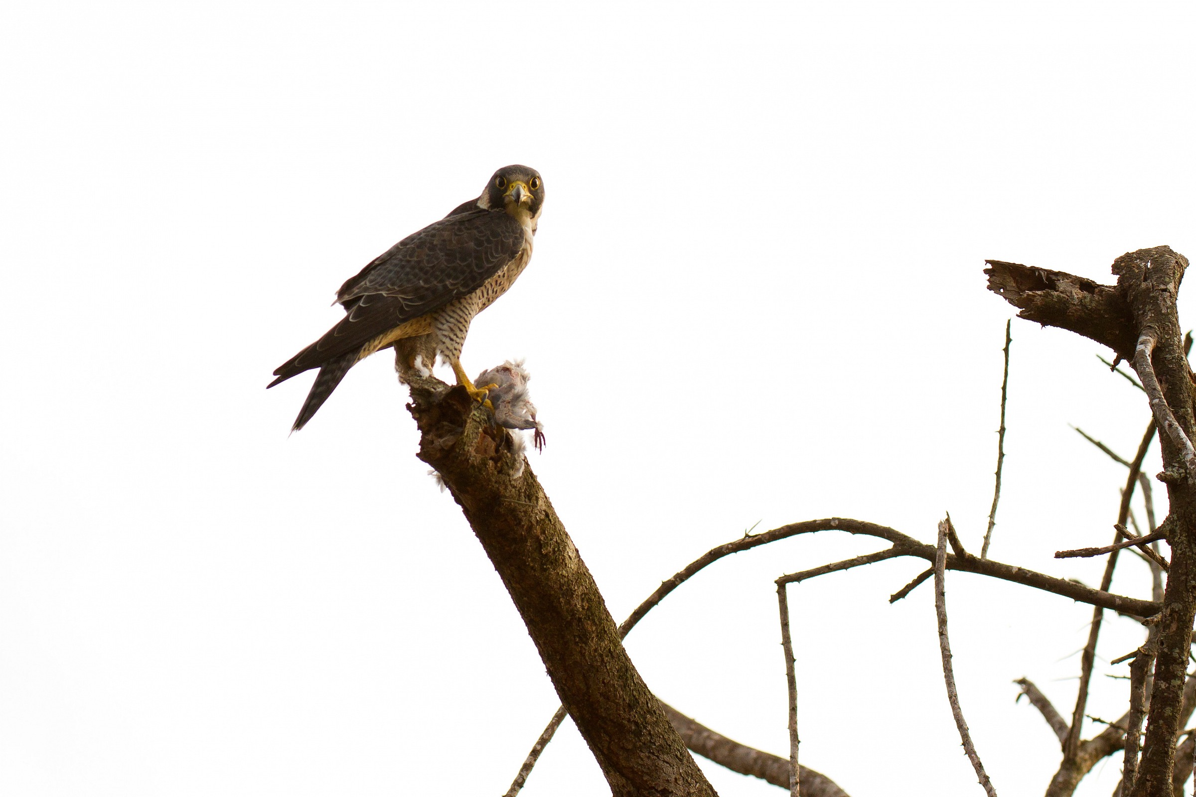 sparrowhawk