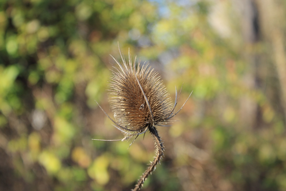 In giro per i boschi