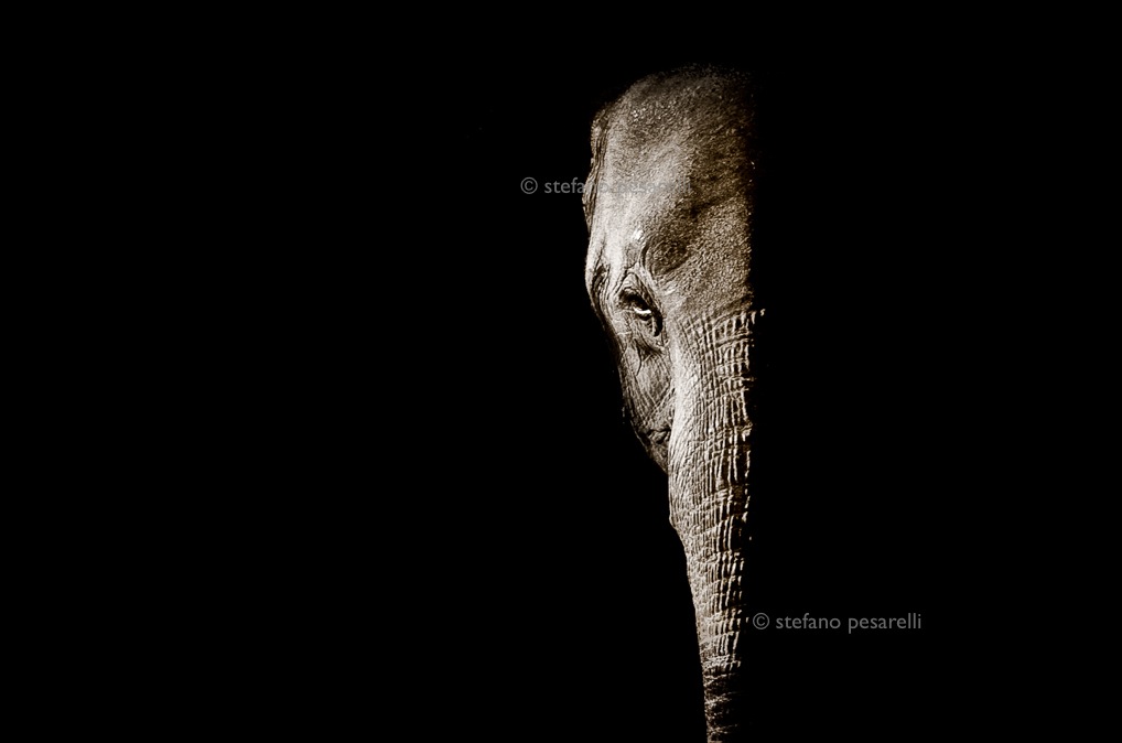Tuskless elephant. Zambia, South Luangwa National Park.