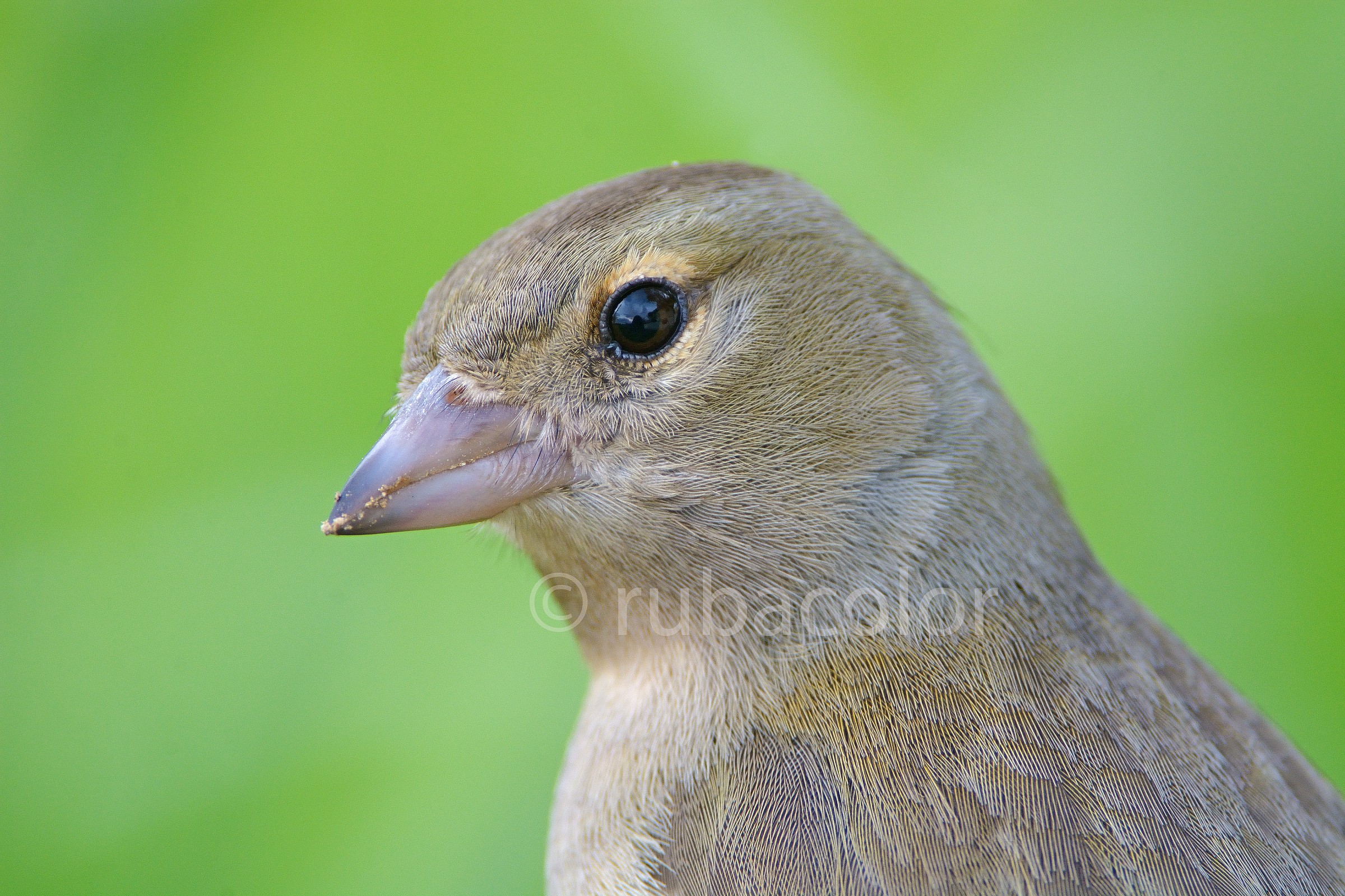 Ritratto alla signora fringuello