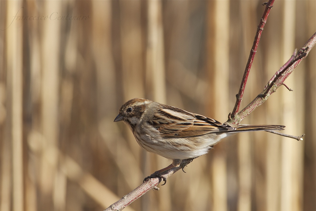 tra una canna e l'altra....