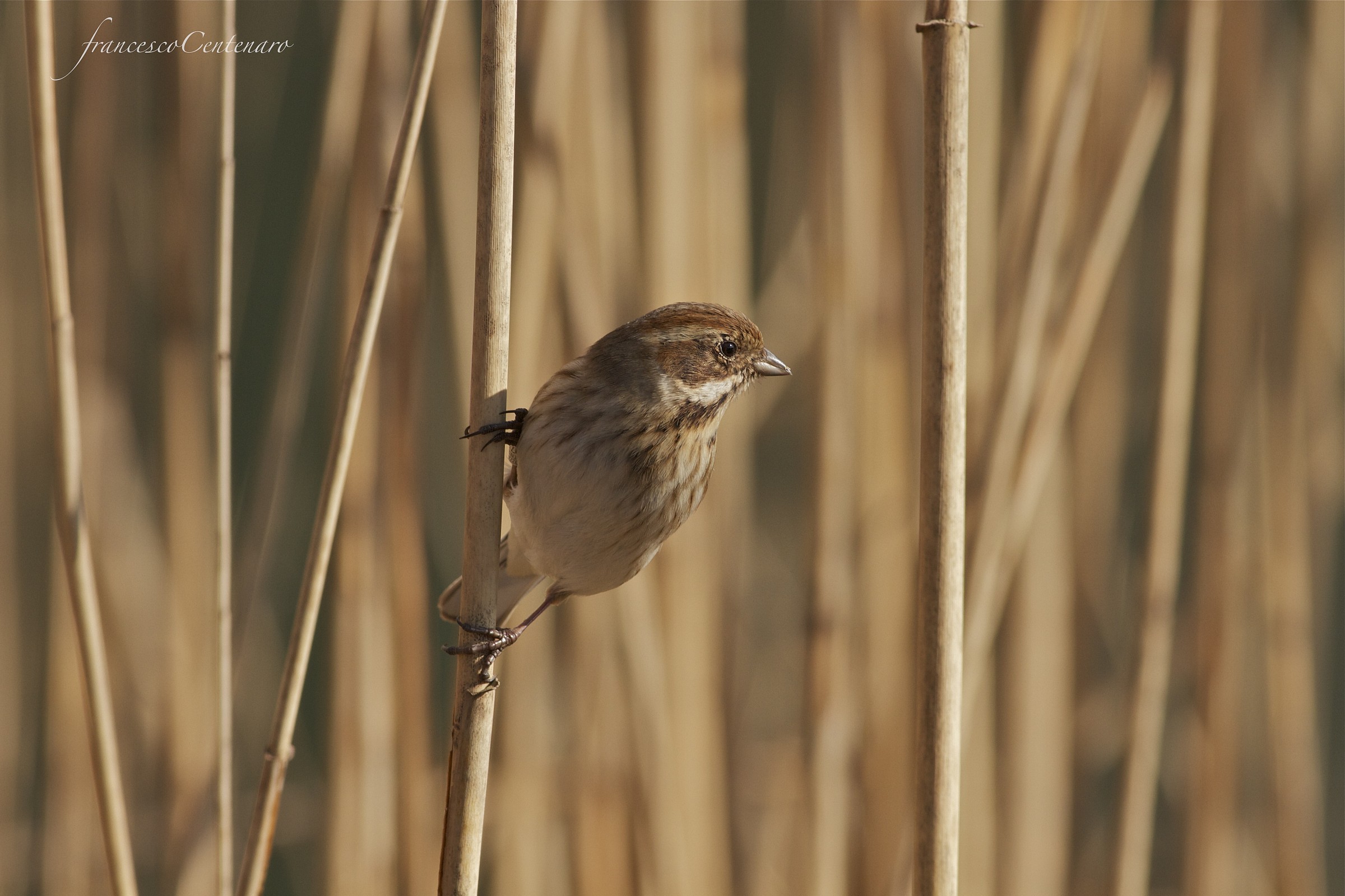 migliarino di palude