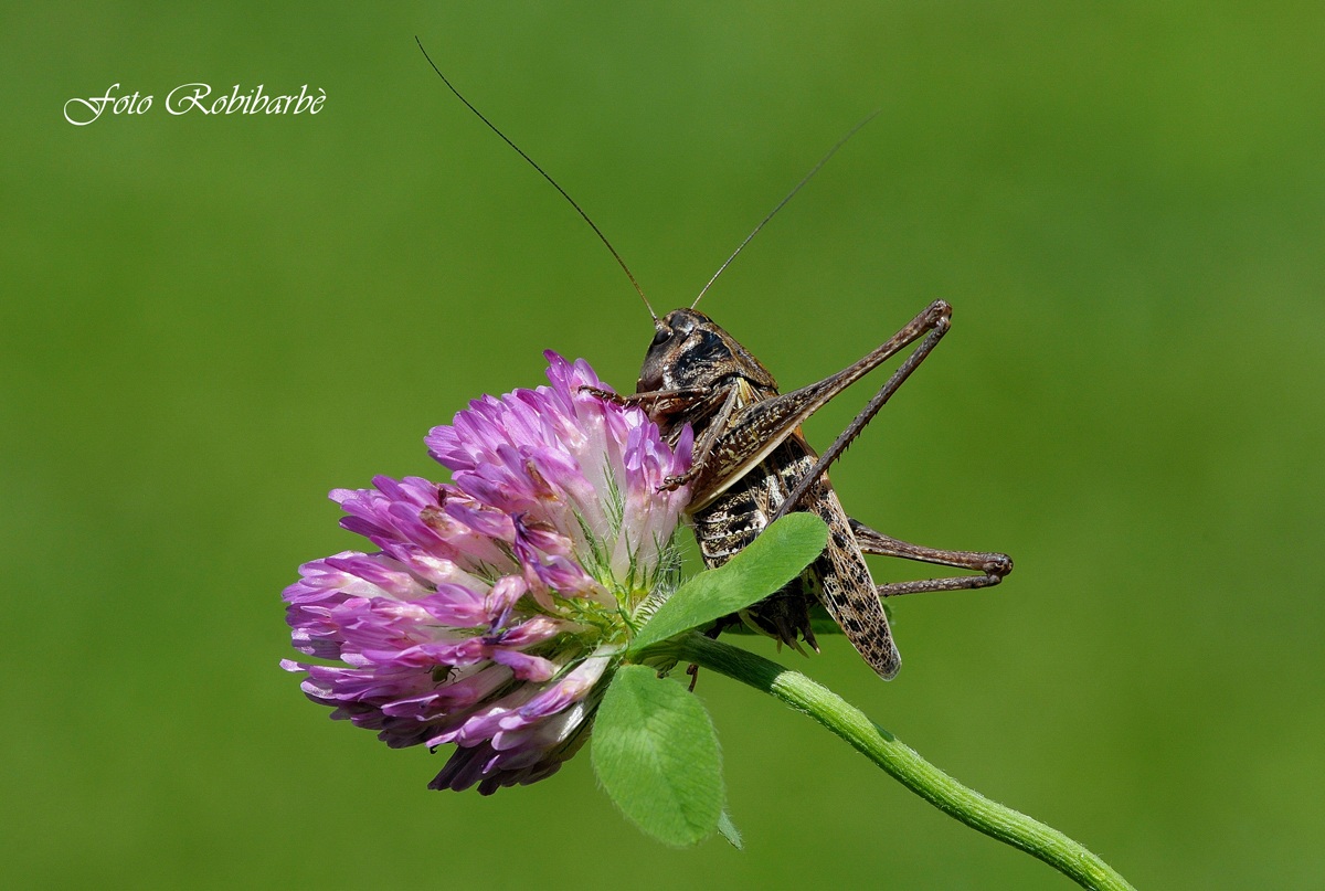 Cavalletta trifoglina....