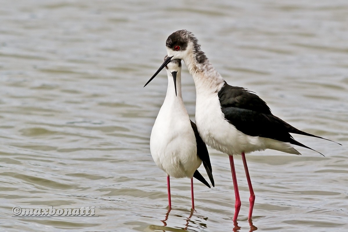 Knight of Italy (stilt stilt)