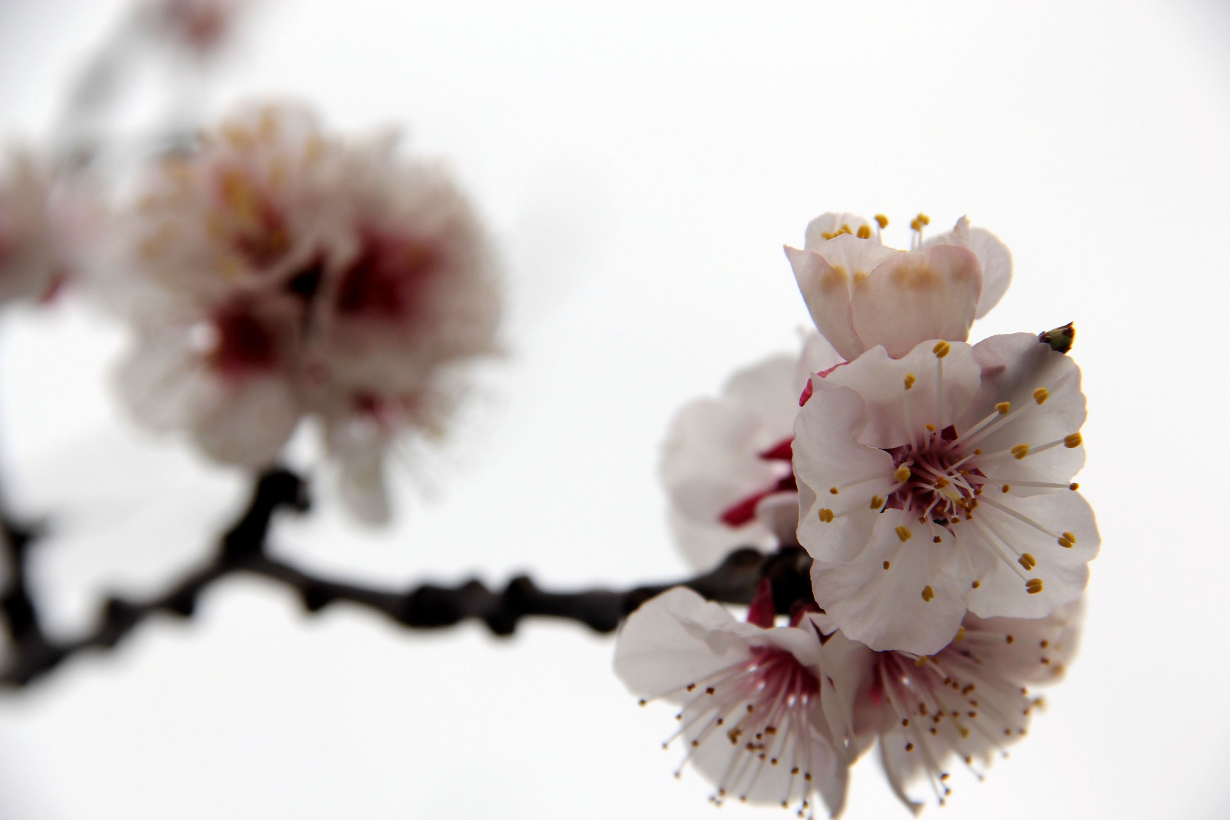 apricot tree in bloom