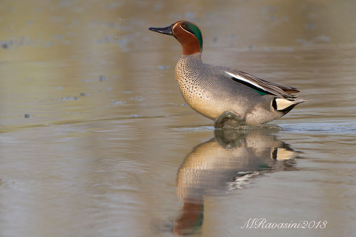 Alzavola maschio in caccia aerea di chironomidi