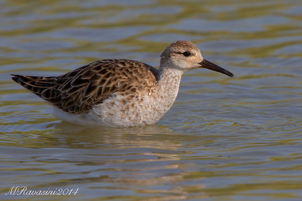 Combattente maschio, due anni dopo