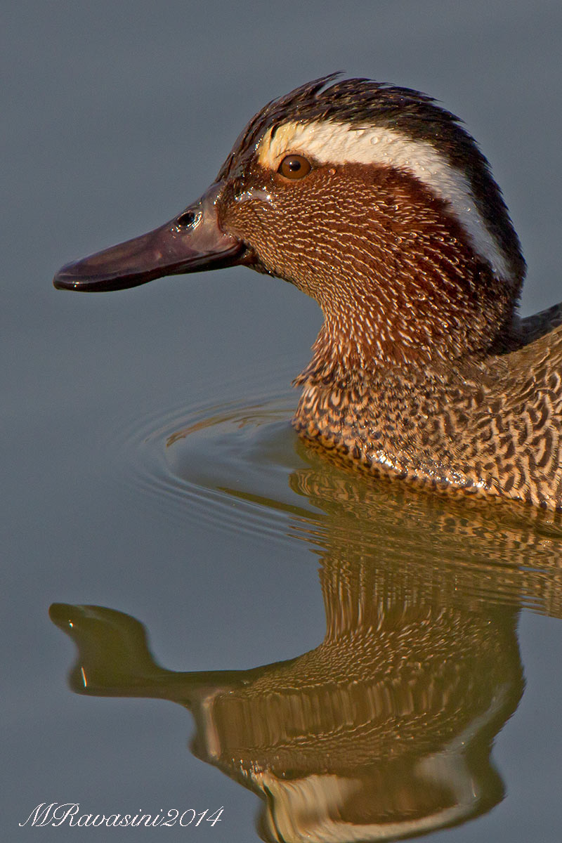 Marzaiola maschio, il primo arrivo 2014