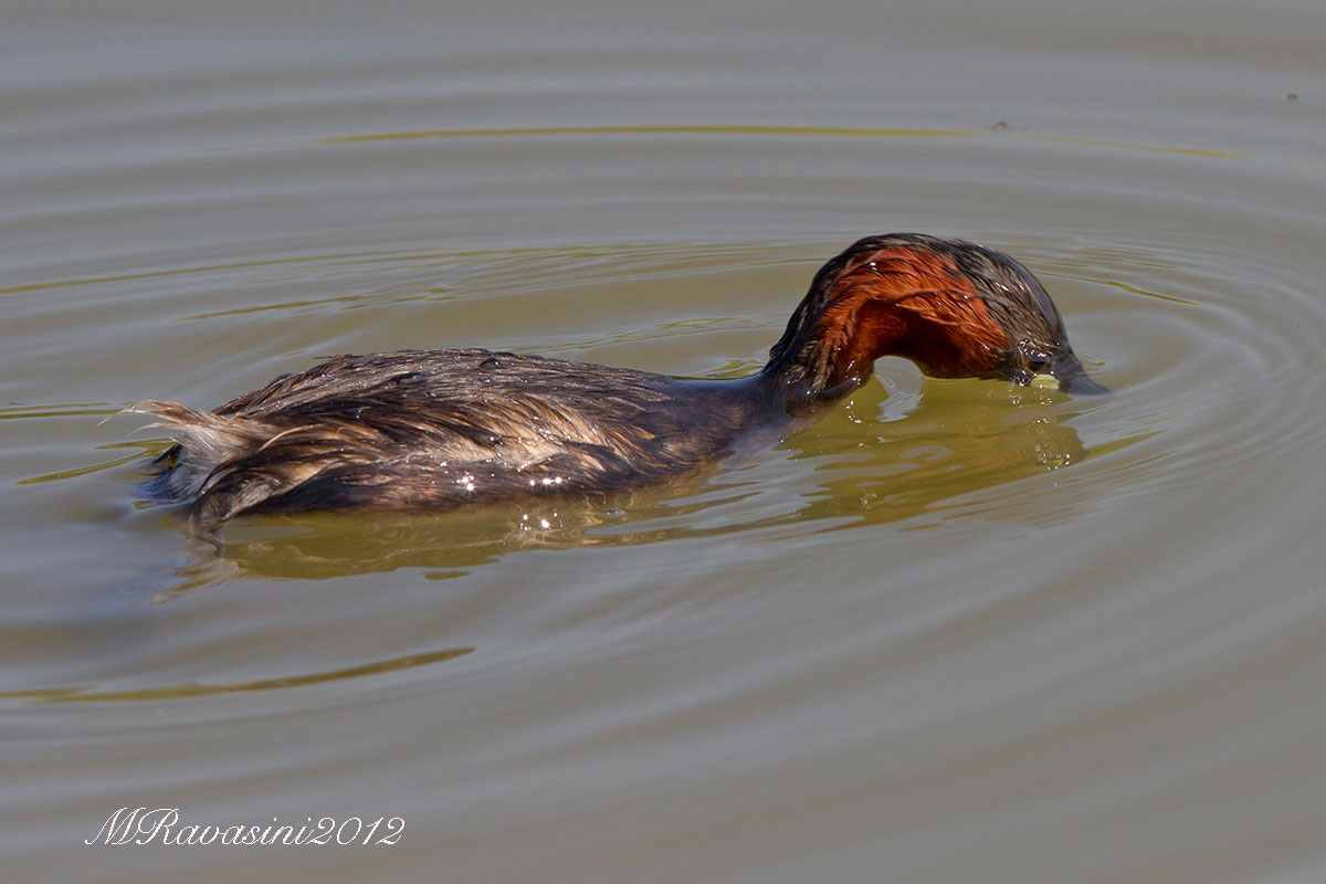 Quota periscopio. Tuffetto adulto in abito nuziale