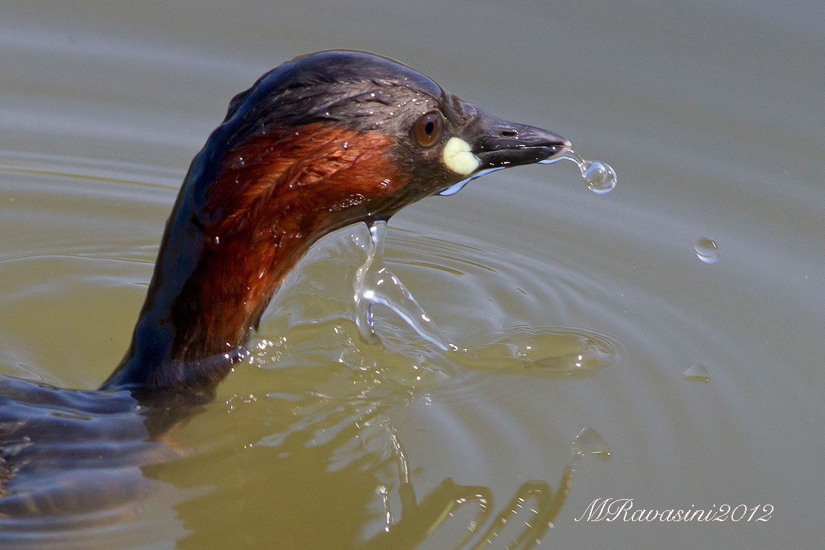 Tuffetto, aria di nuovo...