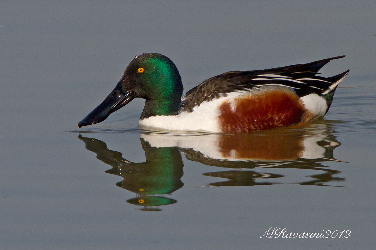 Mestolone maschio adulto